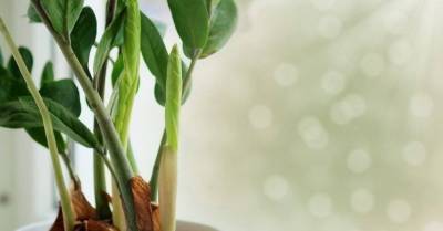 5 хитроумных трюков при выращивании комнатных растений, которые вы еще не пробовали