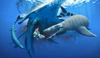 Учёные: У Марокко 66 млн лет назад обитало морское мини-чудовище с зубами-лезвиями