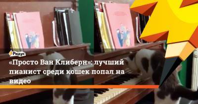 «Просто Ван Клиберн»: лучший пианист среди кошек попал на видео