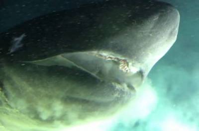 У Багамских островов видели акулу гигантских размеров. ВИДЕО