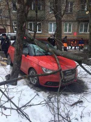 Дерево преткновения: почему московские коммунальщики бояться вырубать прогнивший и падающий на головы сухостой во дворах