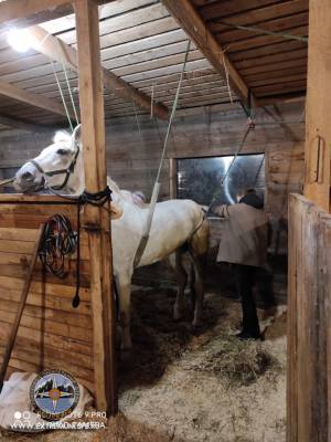 Спасатели помогли упавшей из-за больных суставов 20-летней лошади во Всеволожском районе