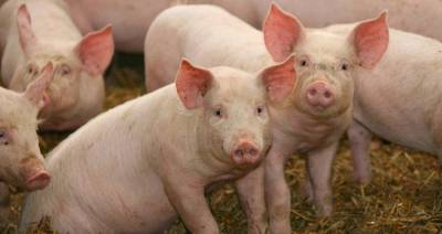 Беларусь ограничила ввоз свинины из пяти регионов Венгрии из-за АЧС