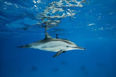 Россию обвинили в пропаже ирландского дельфина Фунги