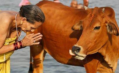 В Индии ввели ежегодный экзамен по дисциплине "Наука о коровах"