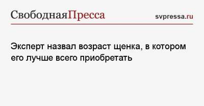 Эксперт назвал возраст щенка, в котором его лучше всего приобретать