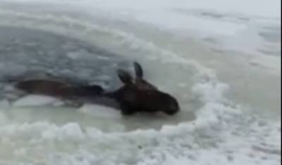 В Башкирии спасли замерзающего в полынье лося — видео