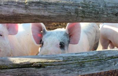 Закупочные цены на свинину упали на 7%. Розничные — почти не изменились