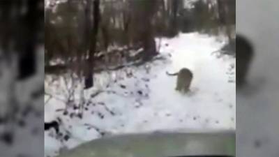 На Дальнем Востоке водитель намеренно гонял амурского тигра по лесной дороге