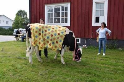 В Швеции суд обязал фермеров завести подругу для коровы