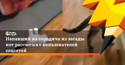 Напавший на сородича из засады кот рассмешил пользователей соцсетей