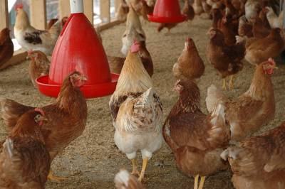 В поселке Новоприморском и селе Ряженом Ростовской области снят карантин по птичьему гриппу