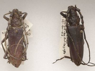 Хранившимся в запаснике музея жукам-усачам оказалось более трех тысяч лет