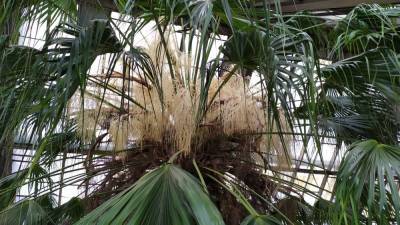 В ботаническом саду Киева расцвела 200-летняя пальма: фото