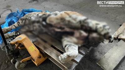 Приморские силовики задержали браконьеров, убивших амурского тигра