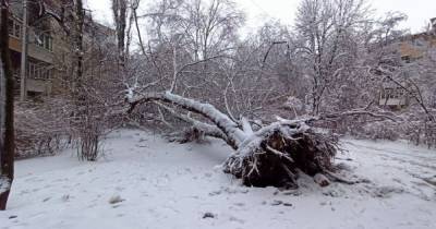 Снегопад в Одессе: упали деревья, остановился электротранспорт (фото)