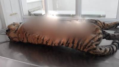 В Приморье пойманы браконьеры, продававшие замороженную тушу амурского тигра