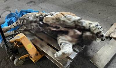 Двух жителей Приморья задержали по подозрению в убийстве амурского тигра