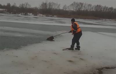 Провалившуюся под лед собаку спасли в Ростовской области