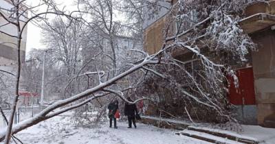 Опасный деревопад в Одессе: разрушены дома, повреждены машины, есть пострадавшие (фото)