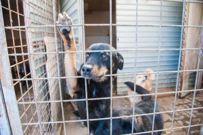 В Волгоградской области появятся новые места в приютах для бродячих собак