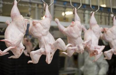 МХП за год произвел более 730 тыс. т курятины