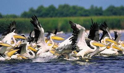 В Сенегале отмечена массовая гибель пеликанов
