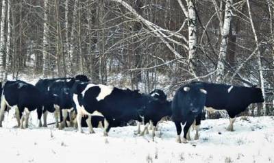 В Сети появилось фото одичавших коров в Чернобыльской зоне отчуждения (ФОТО)