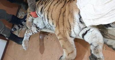 В Приморье задержаны два браконьера, убивших амурского тигра