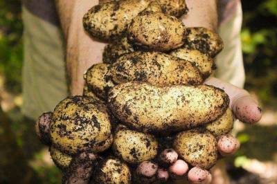 Кому грозит штраф за выращивание картофеля?