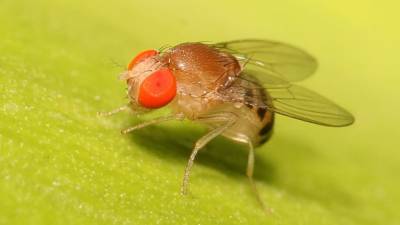 Ученые сделали выводы о пользе холестерина после опытов над мухами