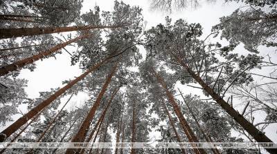 В Брестской области будут расширять лесные просеки возле линий электропередачи