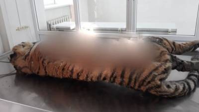 Браконьеры убили тигра в Приморье