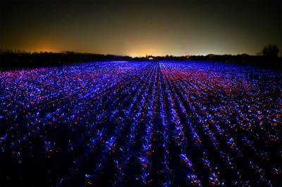 Голландский художник превратил поле лука-порея в световую инсталляцию (ВИДЕО)