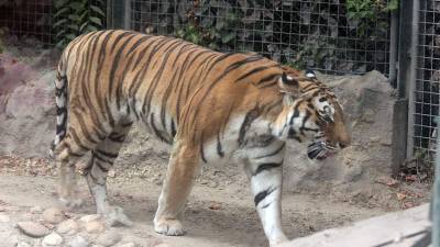 В Приморье задержали браконьеров за убийство амурского тигра
