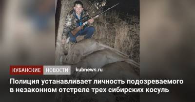 Полиция устанавливает личность подозреваемого в незаконном отстреле трех сибирских косуль