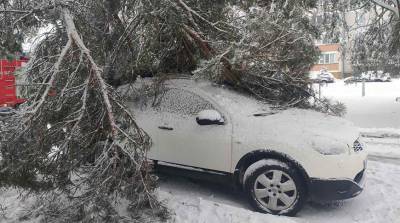 В Беларуси за сутки упавшими деревьями повреждены 11 автомобилей