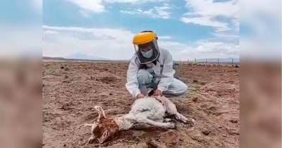 Обескровлены 50 животных: фермеры в Чили жалуются на чупакабру