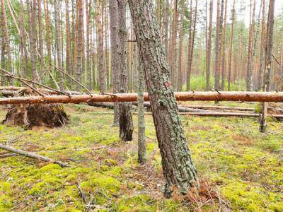 В Коми выявили более тысяч гектаров поврежденного леса