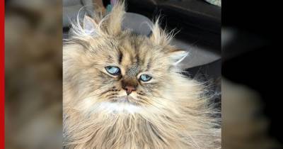 Кот с вечно усталым выражением лица покорил интернет