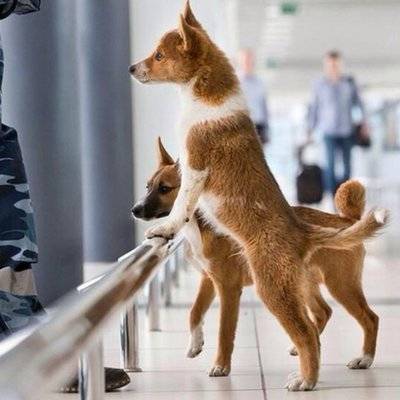 В аэропорту Италии служебных собак научили искать пассажиров с коронавирусом