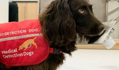 В итальянском аэропорту заболевших ковидом собаки определяют по запаху