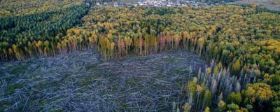 В России создали стратегию эффективного использования и защиты лесов