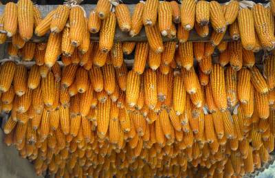 Украинская кукуруза дорожает и не привлекает зарубежных покупателей