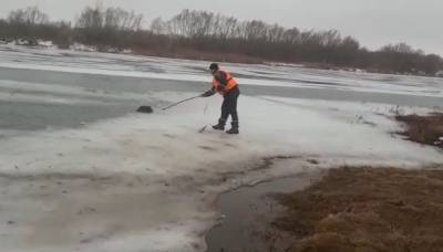 В Вешенской спасатели помогли тонущей собаке выбраться из реки
