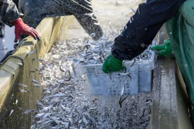 Объем добычи рыбы в Дагестане планируют увеличить на 12%