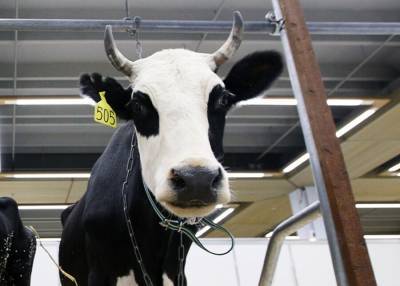 Жительница Перми получила компенсацию морального вреда за нападение коровы