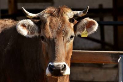 В Перми женщина взыскала компенсацию с хозяина забодавшей её коровы