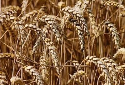 Более 160 тысяч тонн: в 2020 году в Ленобласти собрали рекордный урожай зерна