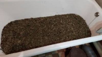 На Киевщине в квартире наркоторговца нашли ванну марихуаны: фото